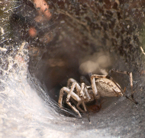 Grass spider - Agelenopsis aperta