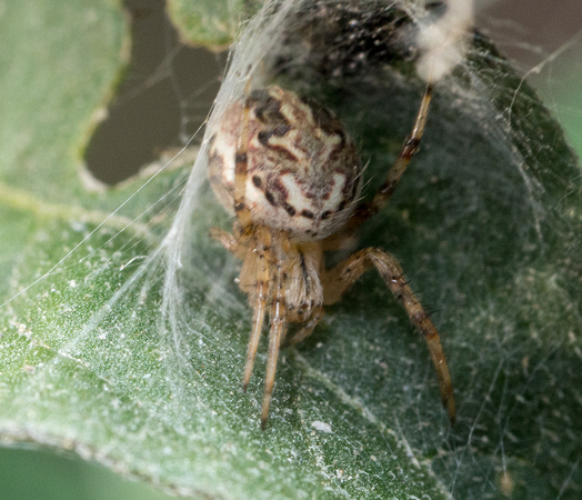 Arabesque Orbweaver - Neoscona (arabesca)