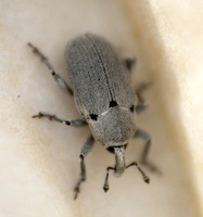 Flower weevil - Trichobaris compacta