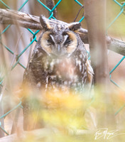 Long-eared Owl - Asio otus