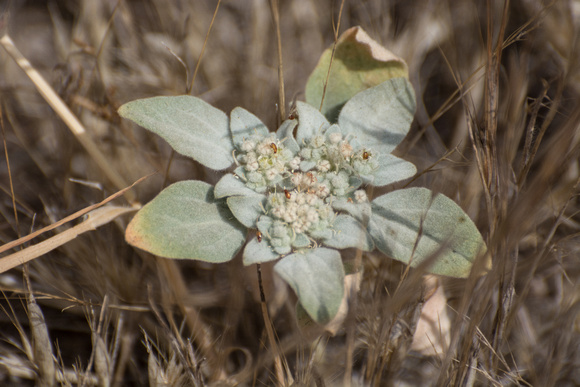 Doveweed (Turkey mullein) - Croton setigerus