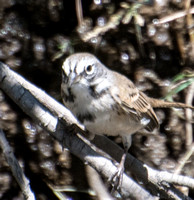 Bell's Sparrow - Artemisiospiza belli