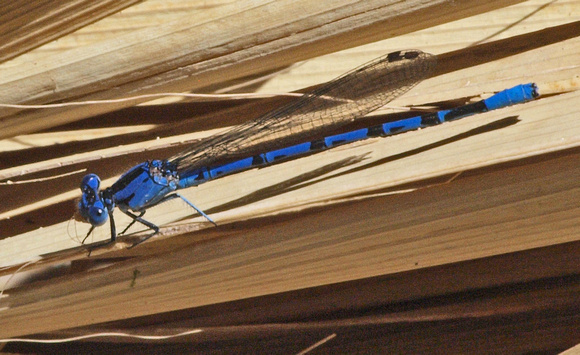 Vivid dancer - Argia vivida