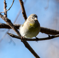 Lawrence's Goldfinch- Spinus lawrencei