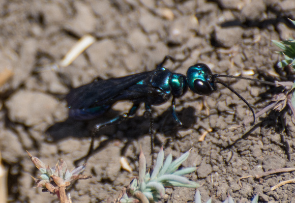 Wasp - Chlorion sp.