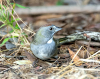 Green-tailed Towhee - Pipilo chlorurus