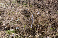 After large rains trash accumulates in the trees