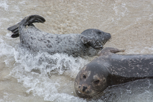 Harbor seal - Phoca vitulina