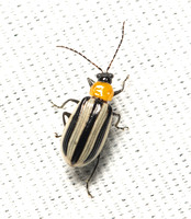 Western striped cucmber beetle - Acalymma trivittatum