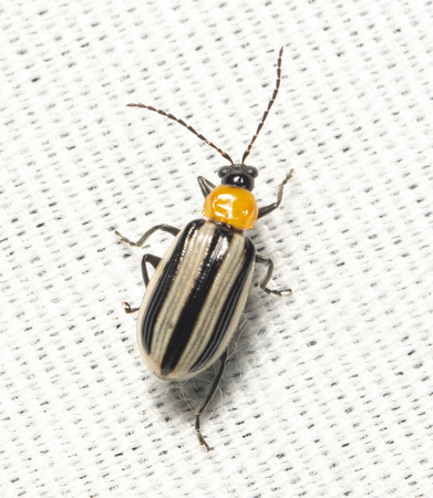 Western striped cucmber beetle - Acalymma trivittatum