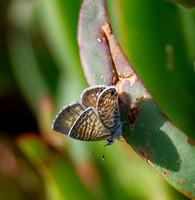Marine blue -Leptotes marina