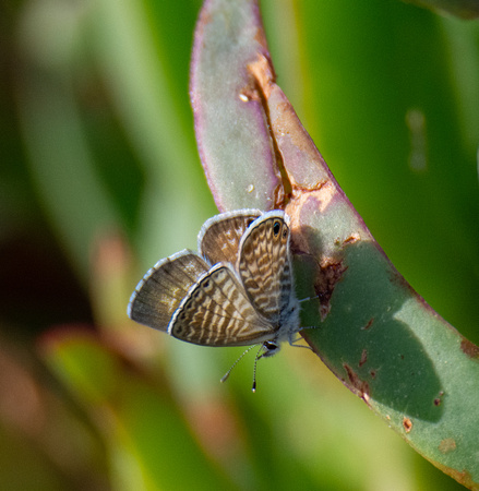 Marine blue -Leptotes marina