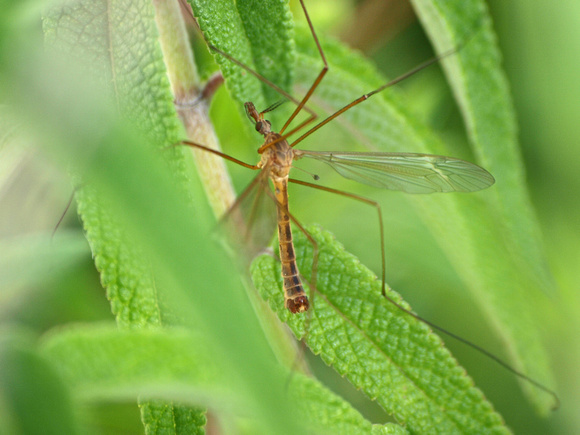 Crane fly - Tipula (triplicitipula) praecisa