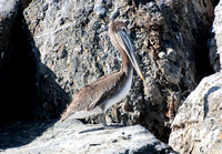 Brown Pelican - Pelecanus occidentalis