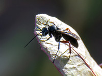 Spider wasp - Episyron conterminus