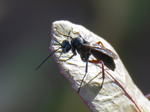 Spider wasp - Episyron conterminus