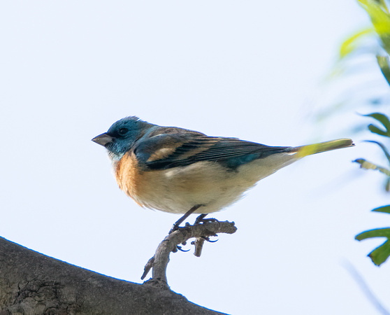 Lazuli Bunting - Passerina amoena