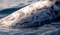 Risso's dolphin - Grampus griseus