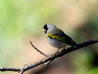 Lawrence's Goldfinch- Spinus lawrencei