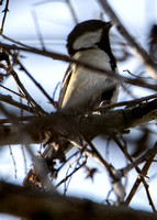 Tit - Parus sp.