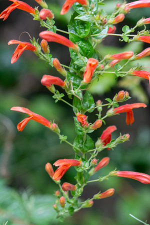 Heart-leaved Bush Penstemon - Keckiella cordifolia