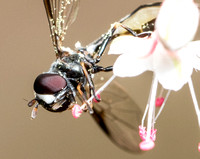 Four-Speckled Hoverfly - Dioprosopa clavata