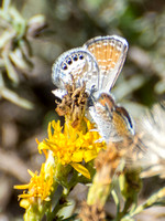 Irvine Ranch, IRC Butterfly Count  11-13-2016