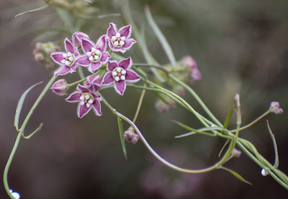 Climbing Milkweed - Funastrum cynanchoides