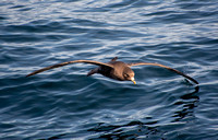 Northern Fulmar - Fulmarus glacialis