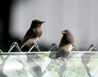Black Phoebe - Sayornis nigricans