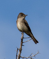 Western Wood-pewee - Contopus pertinex