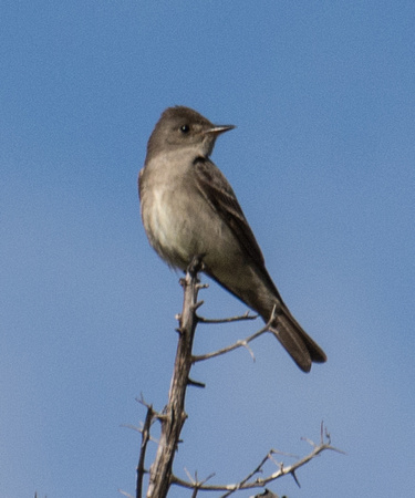 Western Wood-pewee - Contopus pertinex