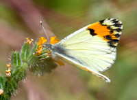 Sara orangetip - Antocharis sara