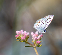 Bernardino Blue - Euphilotes bernardino