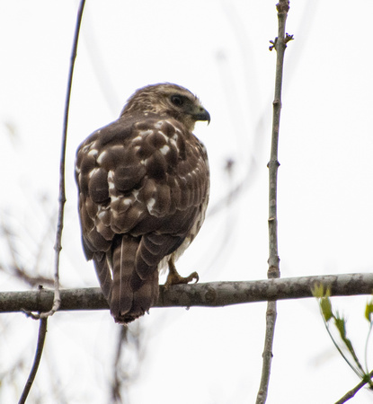 Broad-winged Hawk - Buteo platypterus