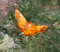 Maple Spanworm Moth - Ennomos magnaria