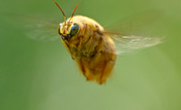 Bees - Hymenoptera
