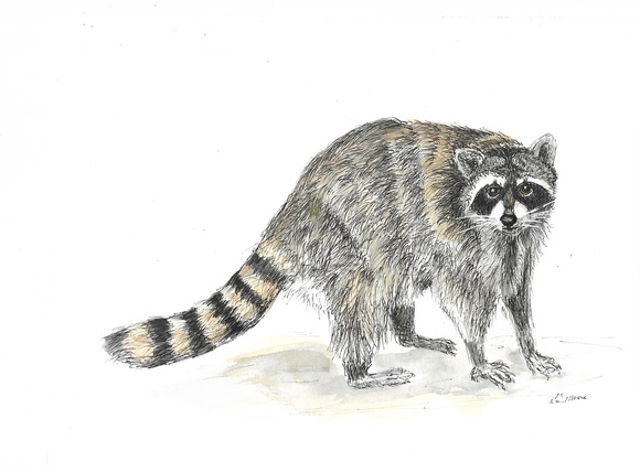 Raccoon - Procyon lotor