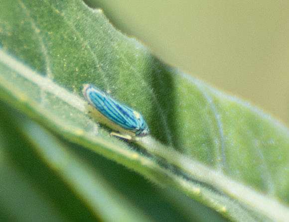 Blue-green sharpshooter - Graphocephala atropunctata