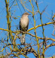 Northern Mockingbird - Mimus polyglottos