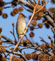 Cedar Waxwing - Bombycilla cedrorum