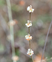 Long-stemmed Buckwheat - Eriogonum elongatum