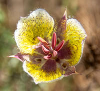 Intermediate Weed's Mariposa Lily - Calochortus weedii var. intermedius