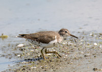 Spotted Sandpiper - Actitis macularia