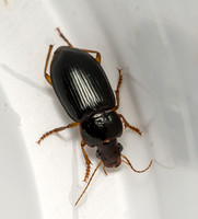 Ground beetle - Notiobia purpurascens