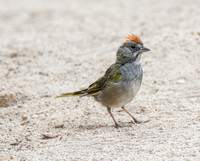 Green-tailed Towhee - Pipilo chlorurus