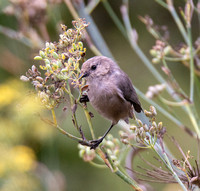 Bushtit - Psaltriparus minimus