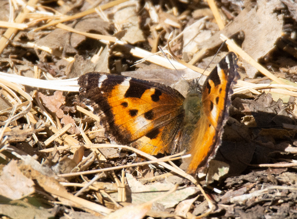 California tortoise-shell - nymphalis californica