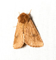 Elder Moth- Zotheca tranquilla