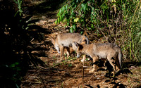 Coyote - Canis latrans